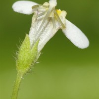 Yamazakia pusilla (Willd.) W.R.Barker, Y.S.Liang & Wannan
